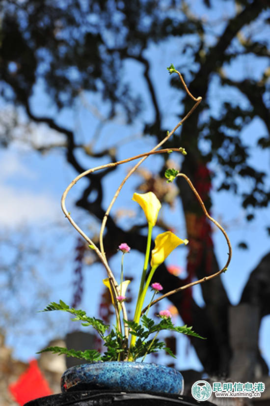 杭州“插花”牵手春城“茶花” 搭建两地花事桥梁 杭州“插花”牵手春城“茶花” 搭建两地花事桥梁