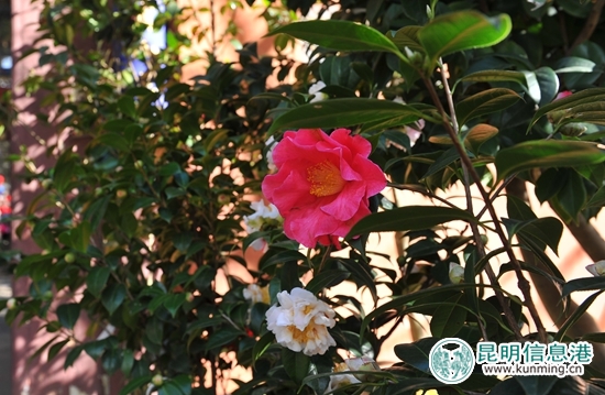 杭州“插花”牵手春城“茶花” 搭建两地花事桥梁 杭州“插花”牵手春城“茶花” 搭建两地花事桥梁