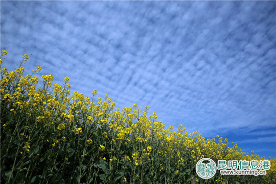 峨山县开新街暨油菜花文化旅游节 峨山县开新街暨油菜花文化旅游节