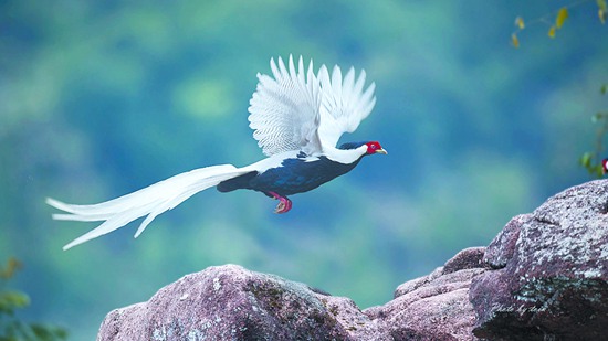 云南野生动物园引进多个品种名鸡 群鸡斗艳借“鸡”拜年 云南野生动物园引进多个品种名鸡 群鸡斗艳借“鸡”拜年