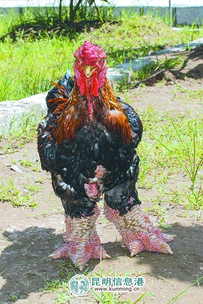 云南野生动物园引进多个品种名鸡 群鸡斗艳借“鸡”拜年 云南野生动物园引进多个品种名鸡 群鸡斗艳借“鸡”拜年
