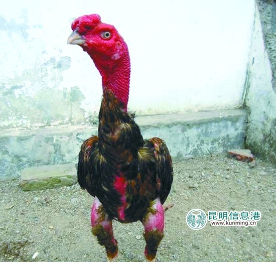 云南野生动物园引进多个品种名鸡 群鸡斗艳借“鸡”拜年 云南野生动物园引进多个品种名鸡 群鸡斗艳借“鸡”拜年