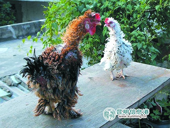 云南野生动物园引进多个品种名鸡 群鸡斗艳借“鸡”拜年 云南野生动物园引进多个品种名鸡 群鸡斗艳借“鸡”拜年