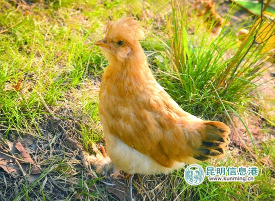 云南野生动物园引进多个品种名鸡 群鸡斗艳借“鸡”拜年 云南野生动物园引进多个品种名鸡 群鸡斗艳借“鸡”拜年