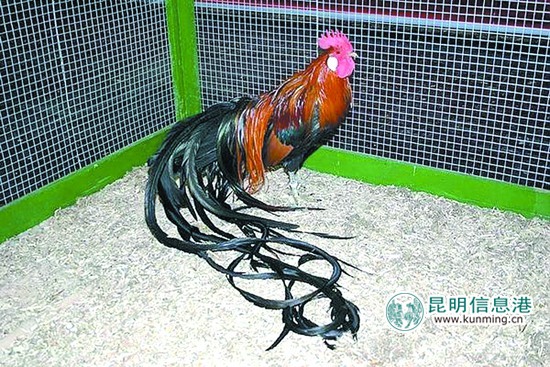 云南野生动物园引进多个品种名鸡 群鸡斗艳借“鸡”拜年 云南野生动物园引进多个品种名鸡 群鸡斗艳借“鸡”拜年