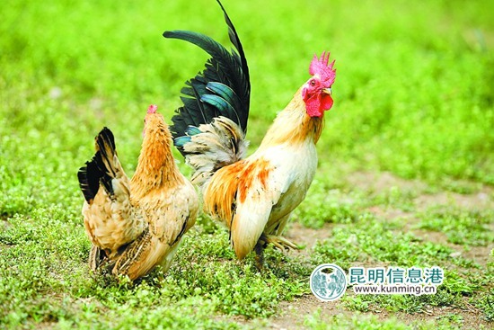 云南野生动物园引进多个品种名鸡 群鸡斗艳借“鸡”拜年 云南野生动物园引进多个品种名鸡 群鸡斗艳借“鸡”拜年
