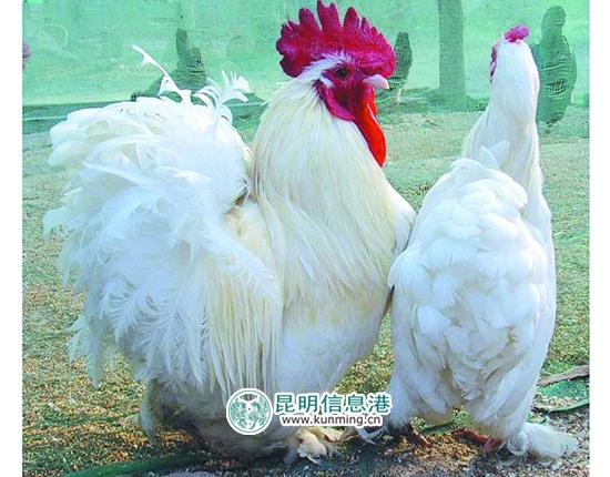 云南野生动物园引进多个品种名鸡 群鸡斗艳借“鸡”拜年 云南野生动物园引进多个品种名鸡 群鸡斗艳借“鸡”拜年