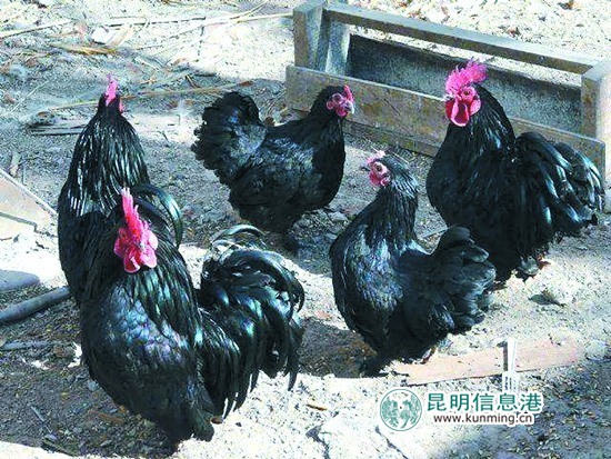 云南野生动物园引进多个品种名鸡 群鸡斗艳借“鸡”拜年 云南野生动物园引进多个品种名鸡 群鸡斗艳借“鸡”拜年