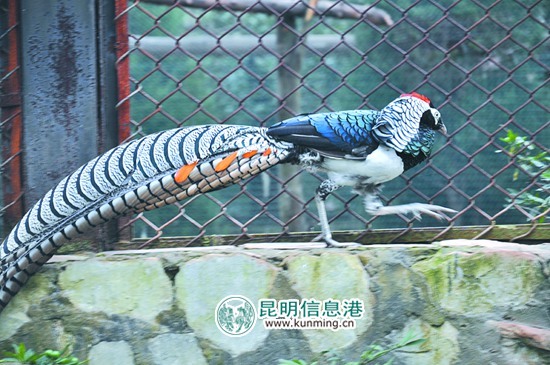 云南野生动物园引进多个品种名鸡 群鸡斗艳借“鸡”拜年 云南野生动物园引进多个品种名鸡 群鸡斗艳借“鸡”拜年
