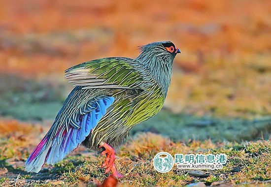 云南野生动物园引进多个品种名鸡 群鸡斗艳借“鸡”拜年 云南野生动物园引进多个品种名鸡 群鸡斗艳借“鸡”拜年