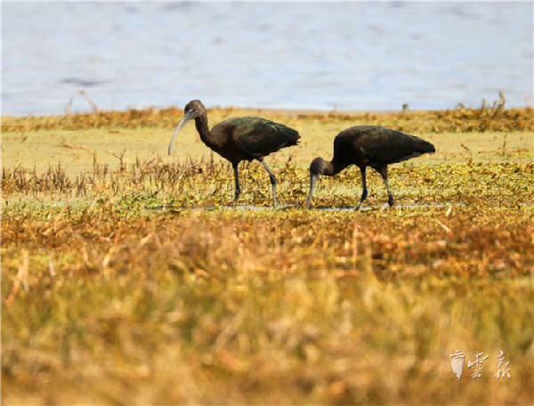 晋宁,湿地,彩鹮