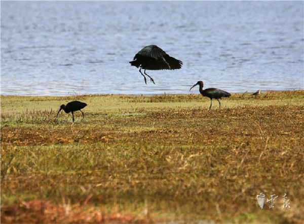 晋宁,湿地,彩鹮