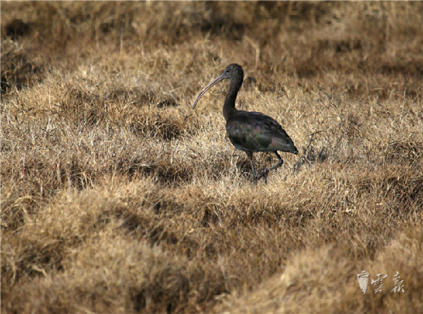 晋宁,湿地,彩鹮