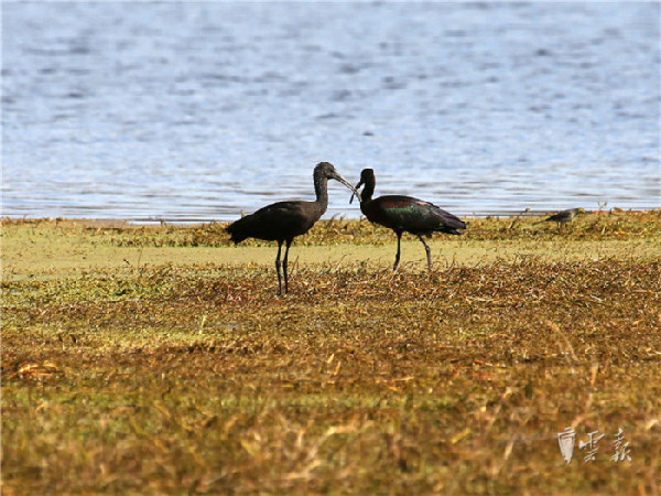 晋宁,湿地,彩鹮