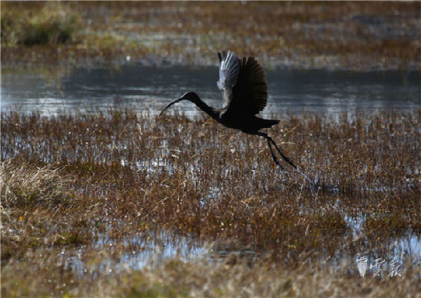 晋宁,湿地,彩鹮