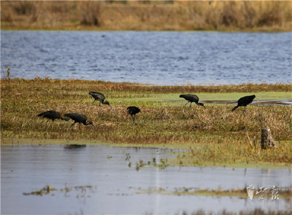 晋宁,湿地,彩鹮