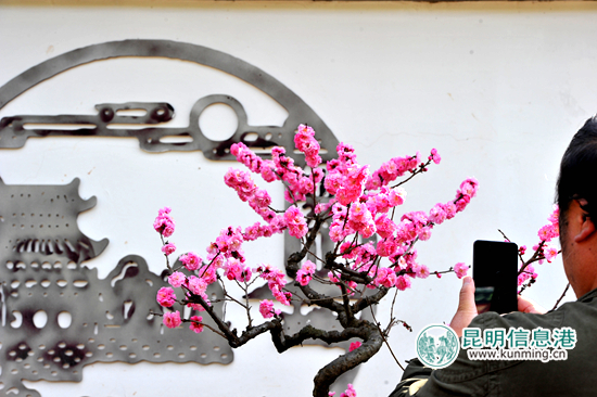 黑龙潭,梅花,盆景 黑龙潭,梅花,盆景