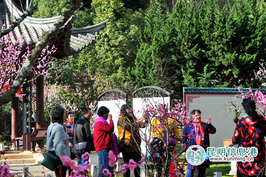 黑龙潭,梅花,盆景 黑龙潭,梅花,盆景