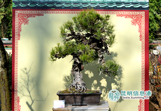 黑龙潭,梅花,盆景 黑龙潭,梅花,盆景