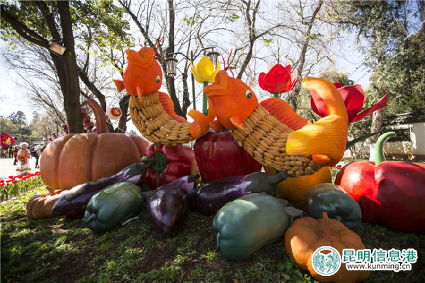 大观公园,郁金香,春节 大观公园,郁金香,春节