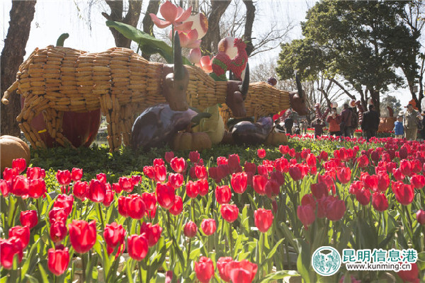 大观公园,郁金香,春节 大观公园,郁金香,春节