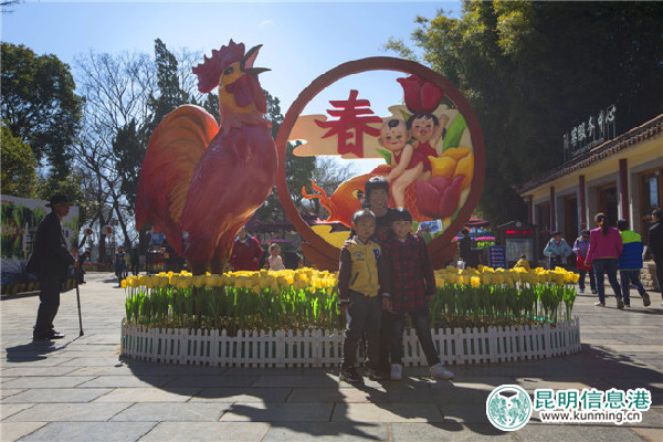 大观公园,郁金香,春节 大观公园,郁金香,春节