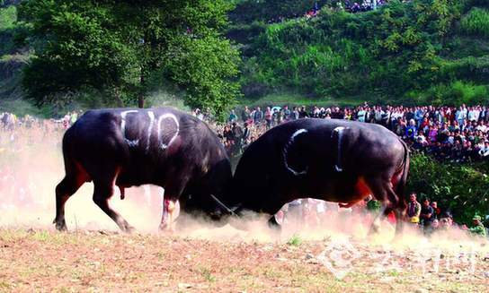 腊月三十到元宵节活动不断 鸡年来蒙自闹新春 腊月三十到元宵节活动不断 鸡年来蒙自闹新春