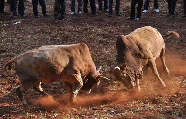 春节到处都下雨 云南人依旧能从除夕嗨到元宵节 春节到处都下雨 云南人依旧能从除夕嗨到元宵节
