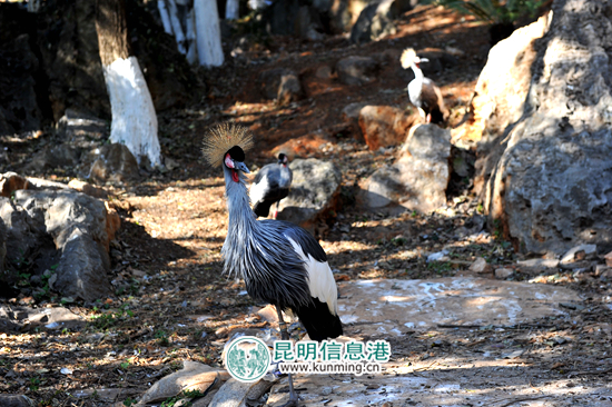 动物园,春节,活动 动物园,春节,活动