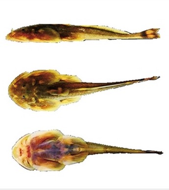 鱼类英雄谱添新成员 昆明动物研究所发现鱼类新种 鱼类英雄谱添新成员 昆明动物研究所发现鱼类新种