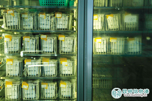 昆明采血量逐年增长 2016年12.2万人次无偿献血35吨