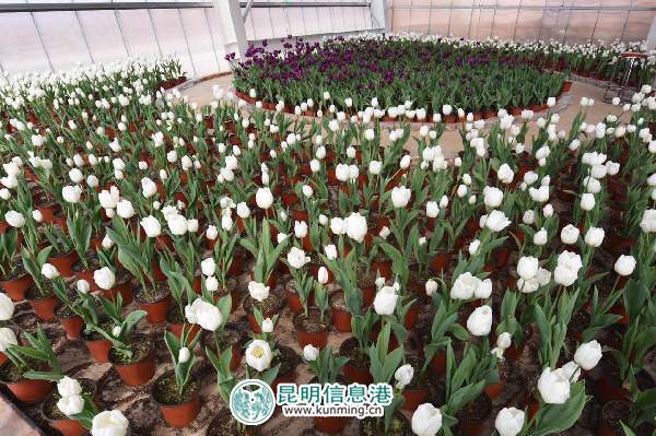 春节,黄金周,昆明