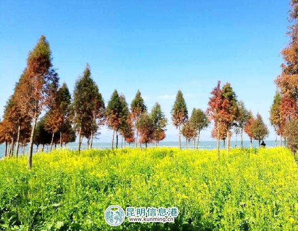 春节,黄金周,昆明 春节,黄金周,昆明