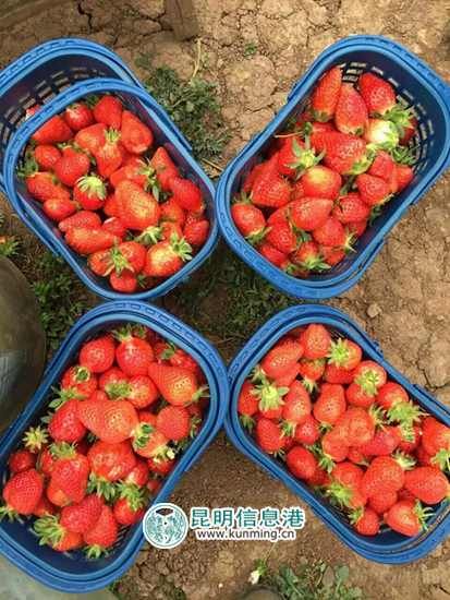 春节,黄金周,昆明 春节,黄金周,昆明