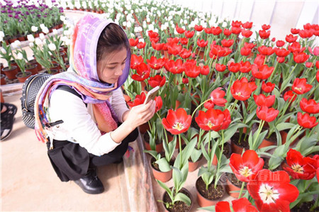 捞鱼河,郁金香,收费 捞鱼河,郁金香,收费