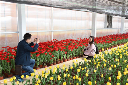 捞鱼河,郁金香,收费 捞鱼河,郁金香,收费