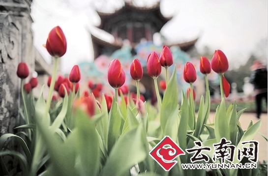 昆明大观公园看郁金香盛开 赏夜大观美景 昆明大观公园看郁金香盛开 赏夜大观美景