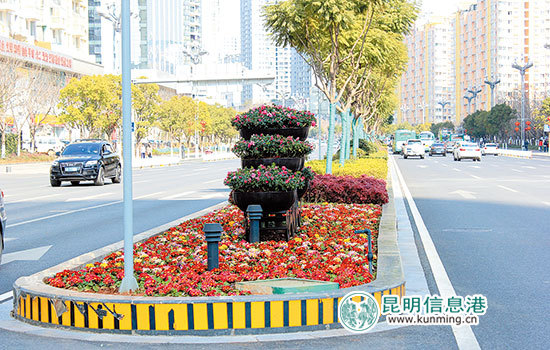 昆明主城干道换”新装” 鲜花扮靓纵横美