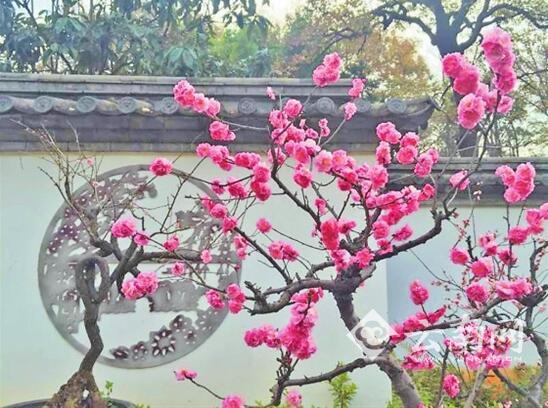 春节,昆明,黑龙潭 春节,昆明,黑龙潭