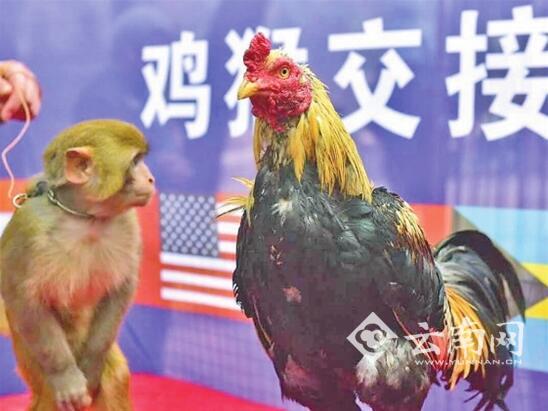 野生动物园,鸡年,主题 野生动物园,鸡年,主题