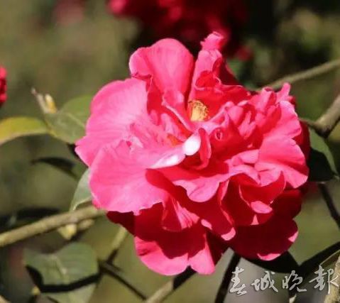 春节,好玩场,云南 春节,好玩场,云南