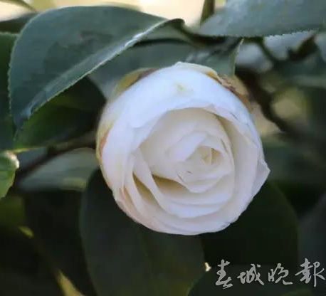 春节,好玩场,云南 春节,好玩场,云南