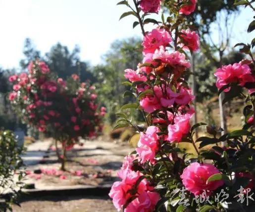 春节,好玩场,云南 春节,好玩场,云南