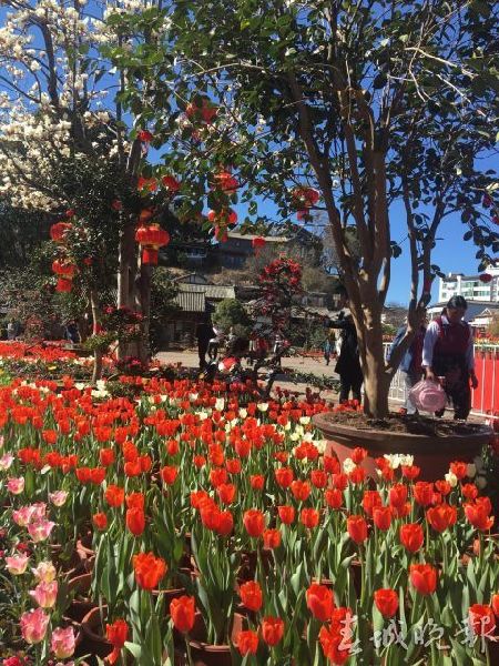 春节,好玩场,云南 春节,好玩场,云南