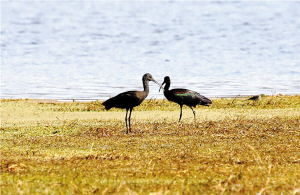 彩鹮,东大河湿地,春节 彩鹮,东大河湿地,春节