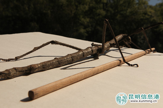 普洱.竹节虫,外形