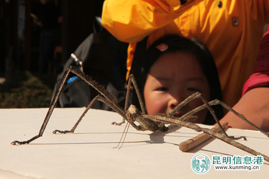 普洱.竹节虫,外形