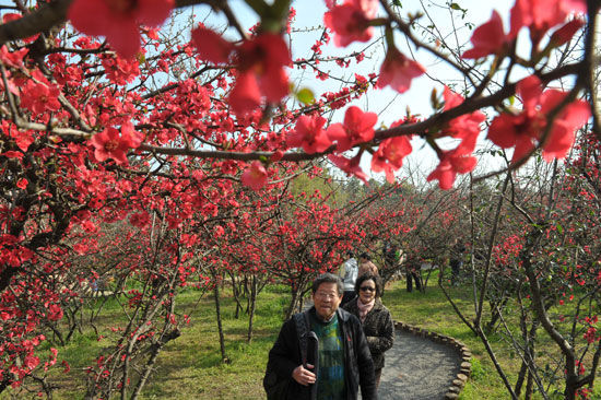 昙花寺 贴梗海棠