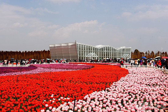 捞鱼河湿地 郁金香