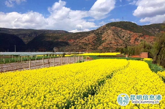 昆明富民县油菜花竞相开放 静待四方客
